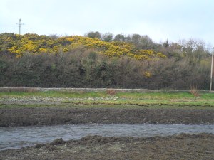 Gorse beyond the sea in Annagassan, Co. Louth