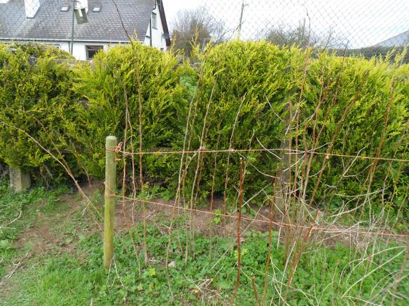 James' neat and tidy raspberry plants.