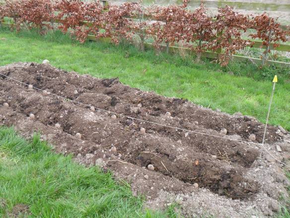 Dug trenches for early spuds (Colleens).