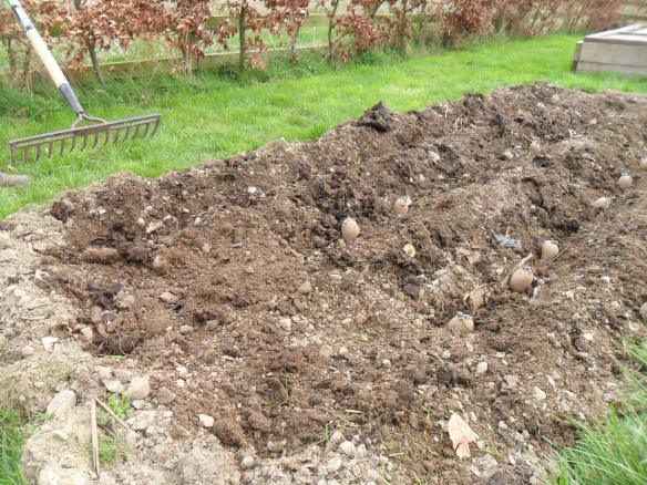 Planting early Colleen potatoes.