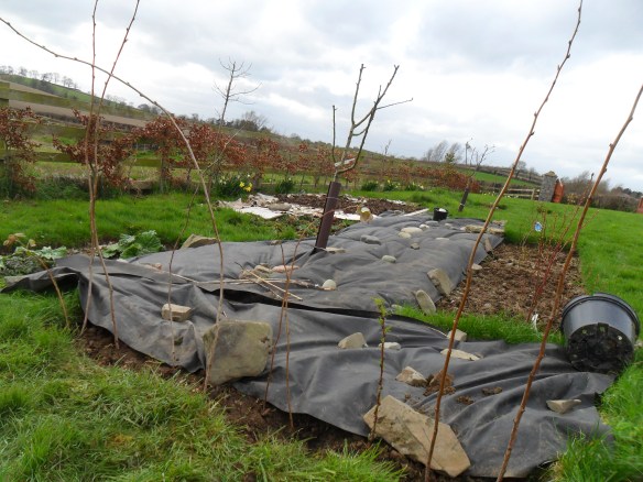 New raspberry plantings (with black garden carpeting where paths will ((eventually)) be).