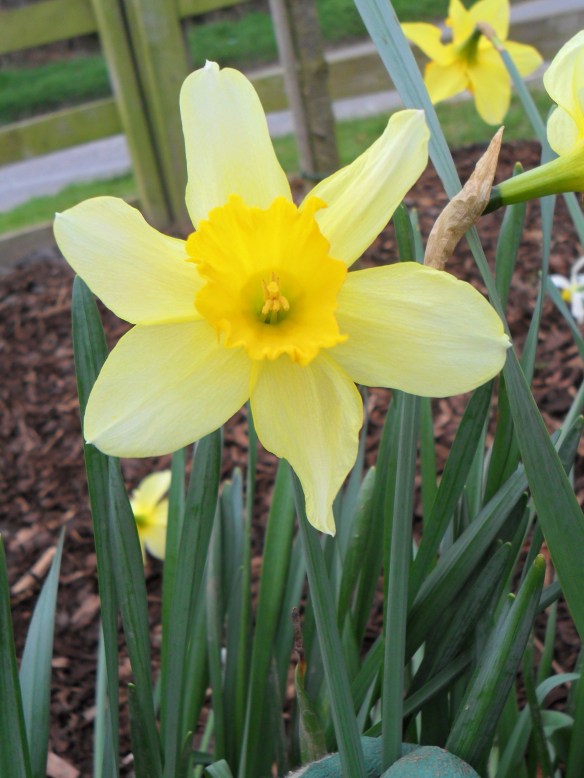 Daffodils.