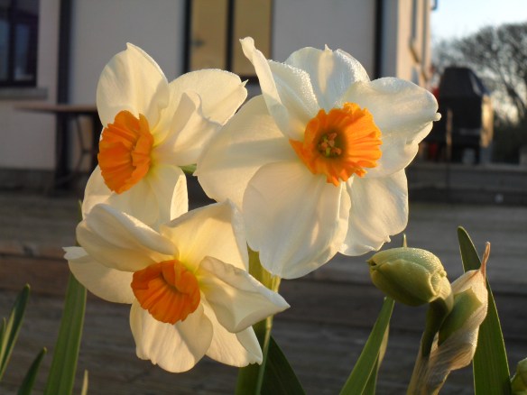 Geranium, multi-headed daffodil.