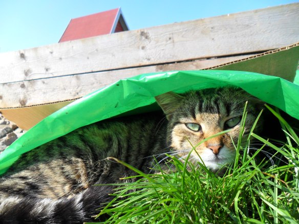 Lucy relaxing near the stone pathway between the raised beds.
