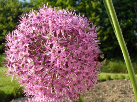 Allium