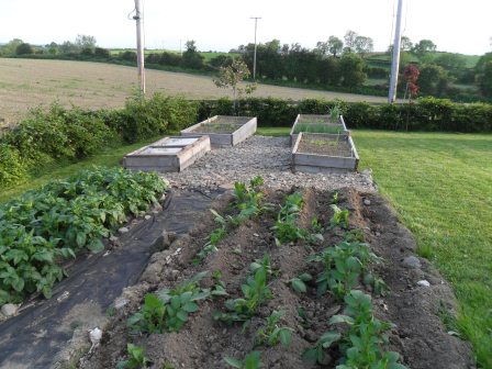 Earthed up Sarpo Mira Main Crop Potatoes.