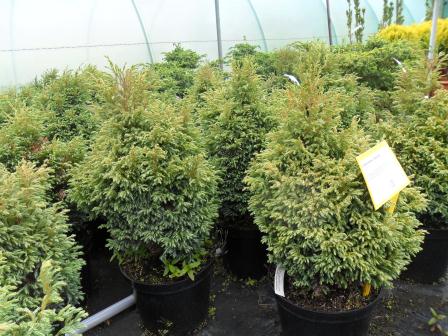 At the nursery: a few Chamaecyparis p. "Boulevard".