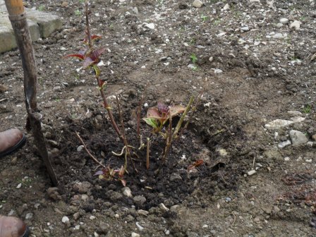 Hydrangea treatment.