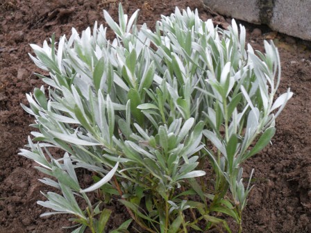 My silver plant.