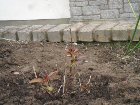 Hydrangea Selma during treatment.