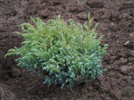 Chamaecyparis p. "Boulevard" in the garden.