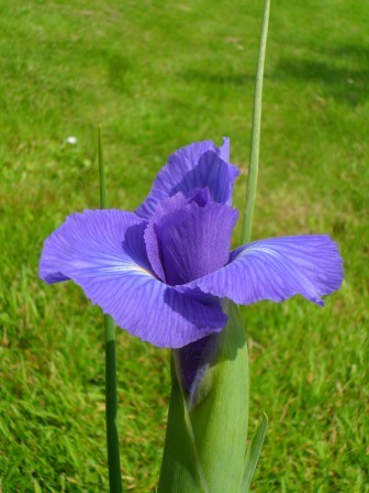 Dutch Iris.