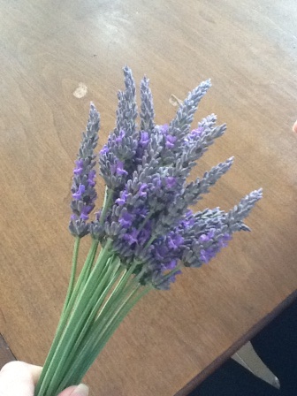 Handful of lavender stems.
