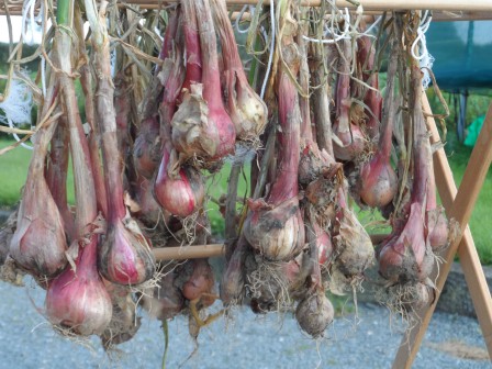 Shallots drying out.