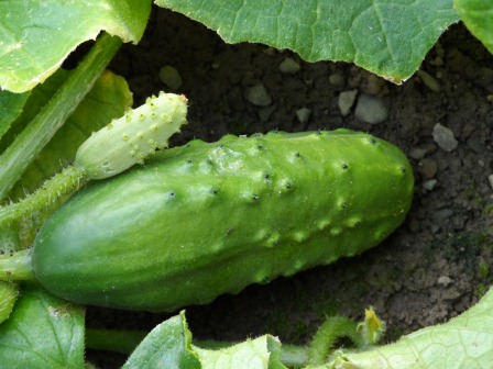 Boston Pickling Cucumbers.