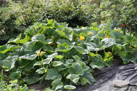 Pumpkin Patch mid-season.