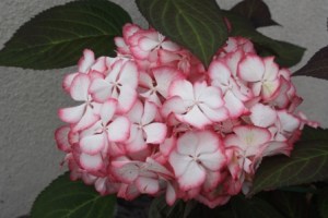 A healthy Hydrangea Selma in 2010.