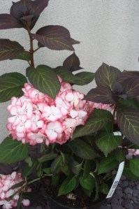 A healthy Hydrangea Selma in 2010.