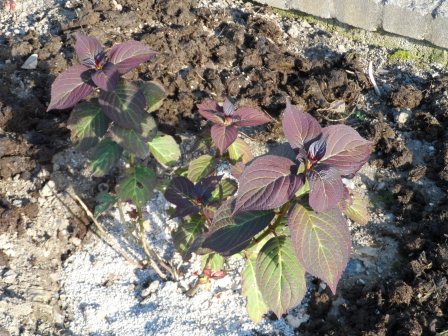 October 2012 Hydrangea Selma filling out.
