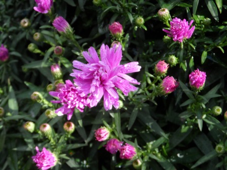 My Asters earlier in the season, after some rain.