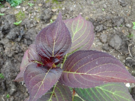 A close up of Hydrangea Selma 2012.