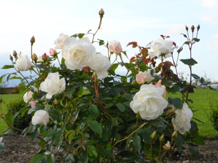 Floribunda Rose "Iceberg". Floribunda Rose "Iceberg".