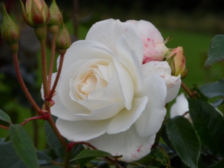 Floribunda Rose "Iceberg". Floribunda Rose "Iceberg".