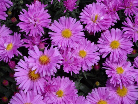 Asters.