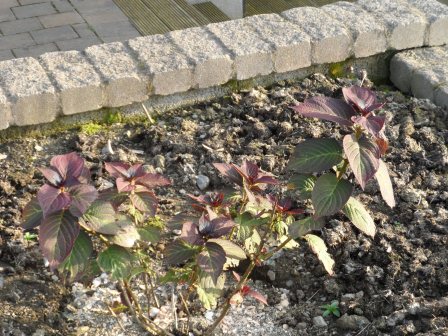 October 2012 Hydrangea Selma.