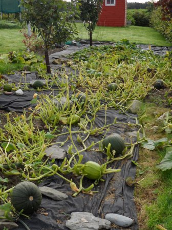 Pumpkin patch October 9th.