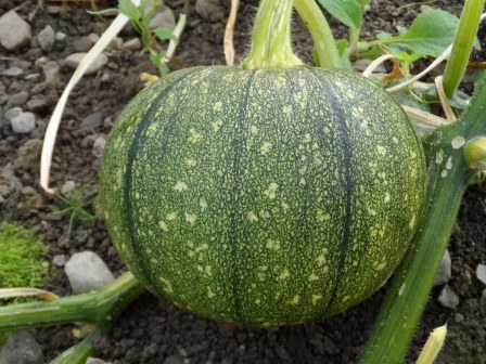 Speckled Pumpkin.