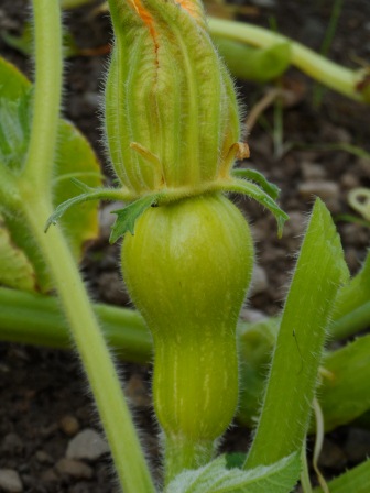 A butternut squash & flower.