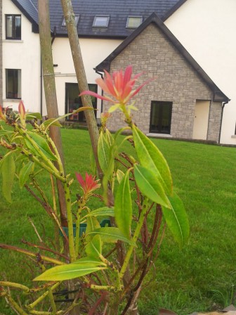 Forest Flame in the Spring.