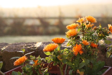Calendula (apricot twist) still going strong!