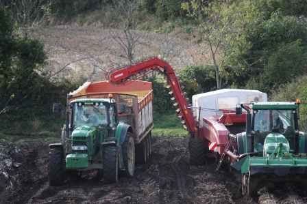 Harvesting potatoes.