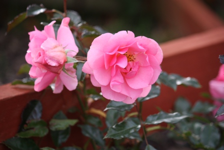 Zephirine Drouhin (1868) Roses at the front gate in November.
