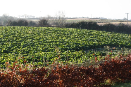 Field of sugar beet.