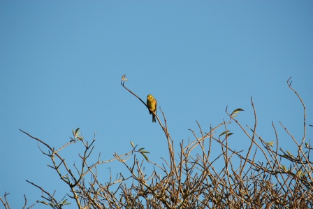 Yellowhammer bird, found mainly in the east and south of Ireland.