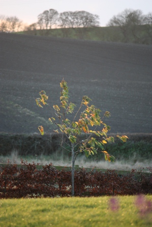 Cherry tree in the evening.