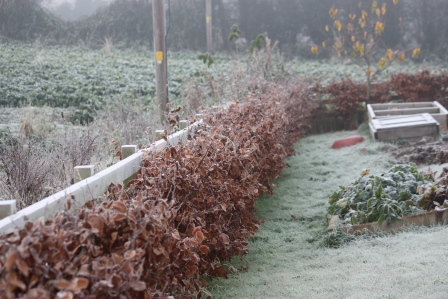 Frosty beech hedges.