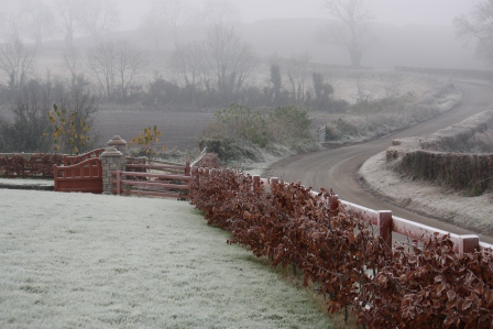 A frosty view of our front yard.