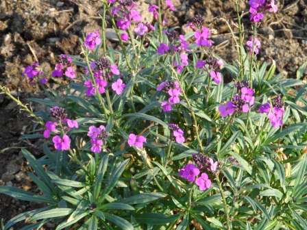 Erysimum Bowles' Mauve.