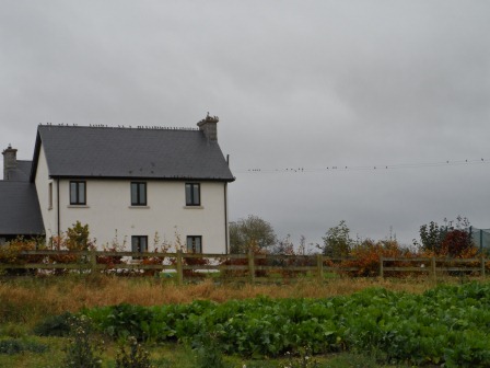 A bird party on our house!  