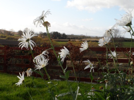 Shasta Daisy "Alaska" in November. Shasta Daisy "Alaska" in November.