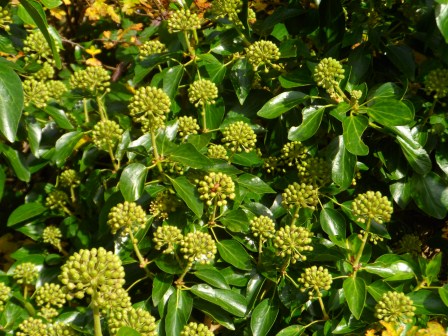 Ivy in the trees. Ivy in the trees.