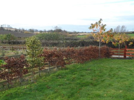 There are still a few more leaves left on the Cherry trees. 