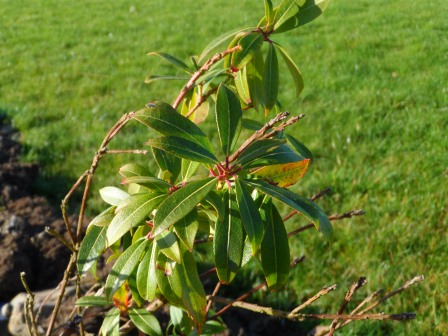 Forest Flame looking healthy in November '12.