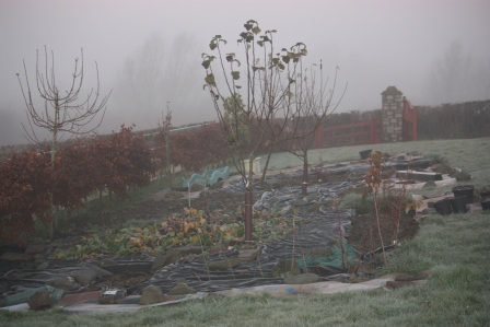 The other side of the garden on a foggy morning in December.