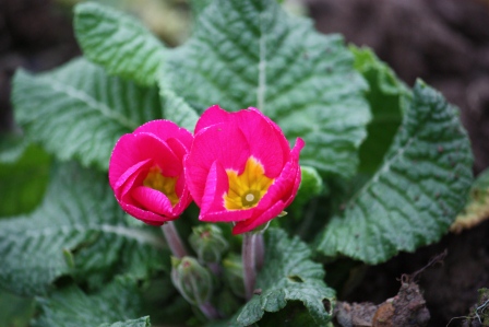 Primroses.