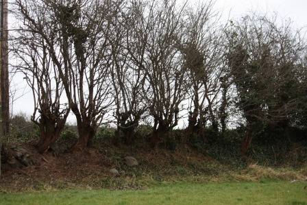 A dark day, but we can see through the trees!